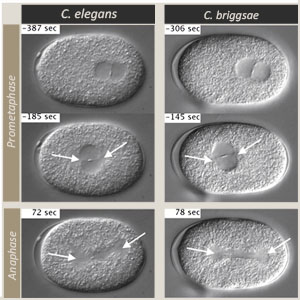Mitotic-Spindle-Positioning-C-Briggsae-Embryo