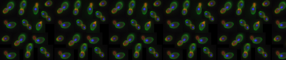 Yeast Cells Fluo