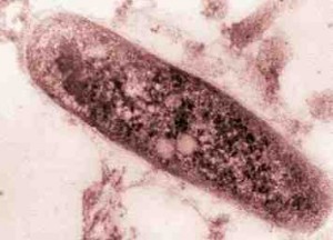 tubercle bacillus