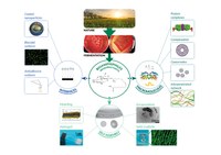 Microbial Biosurfactants: the next generation of biobased functional amphiphiles