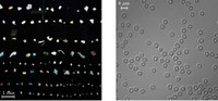 Particle dynamics: From microplastics in the ocean to red blood cells