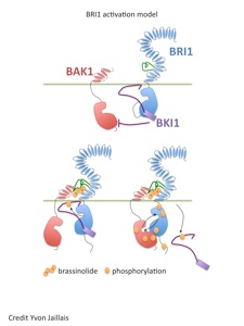 Metabolism of brassinosteroids in plants