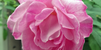 Le génome de la rose décrypté : de l'origine des rosiers modernes aux caractéristiques de la fleur