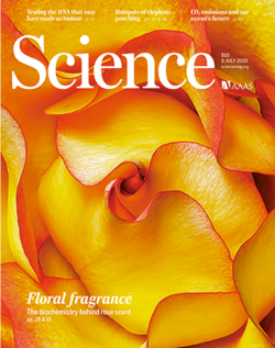  In roses, scent is a highly desirable trait. Monoterpenes are the major scent compounds, representing 70% of the gragrance content in some varieties.