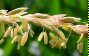 Reproduction des plantes : le rôle élucidé d'une membrane indispensable dans le grain de pollen