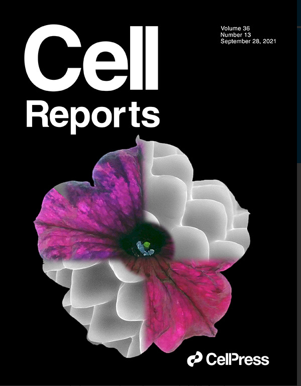 An ancient RAB5 governs the formation of additional vacuoles and cell shape in petunia petals