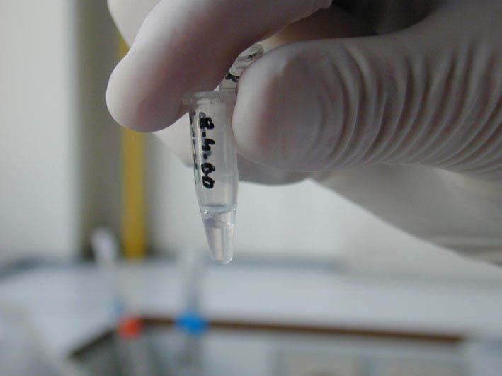 Tube PCR : l'huile minrale (phase suprieure), empche l'vaporation de l'eau et la concentration des ractifs dans le tube.