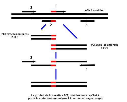 Mutagénèse dirigée par PCR