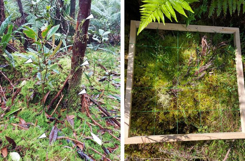 Left: Invasive moss Pseudoscleropodium purum on forest floor and tree trunk. Right: Experiment studying its impact on native plants.