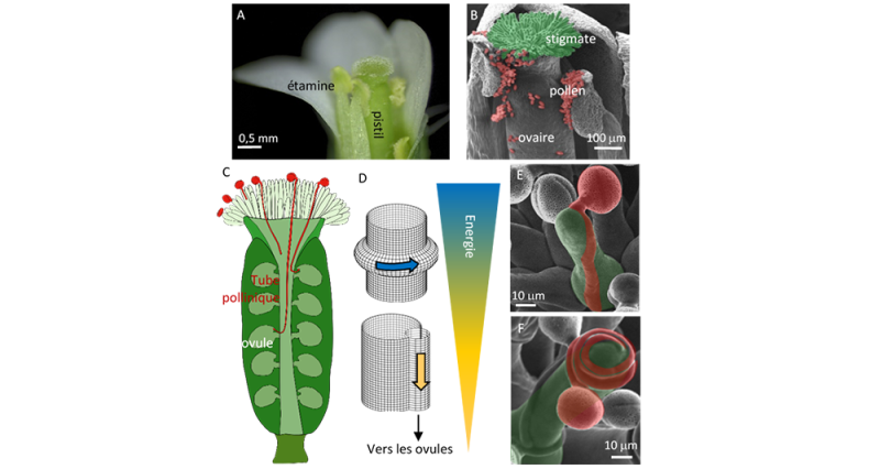 Guidance of the pollen tube in the stigmatic papillae of Arabidopsis thaliana