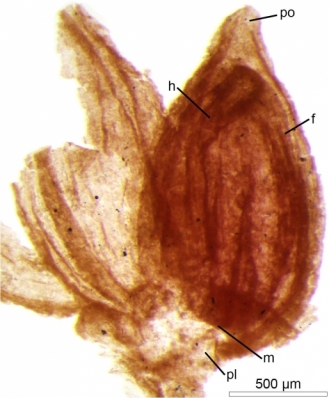 An ancient aquatic angiosperm, B.Gomez et al PNAS 2015 - 2