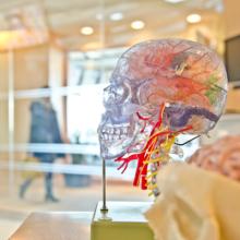 Image of a skull and brain ©Jesse Orrico
