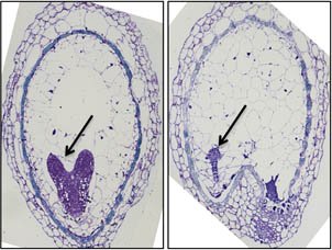 Graines immatures d’Arabidopsis thaliana en coupe