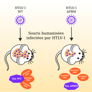 Comment le virus HTLV-1 (Human T-cell Leukemia/lymphoma Virus) peut induire la leucémie T de l’adulte ?