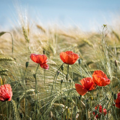 Coquelicots © Gerald Friedrich, creative commons