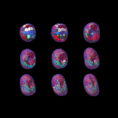Embryon d'ascidie © Léo Guignard