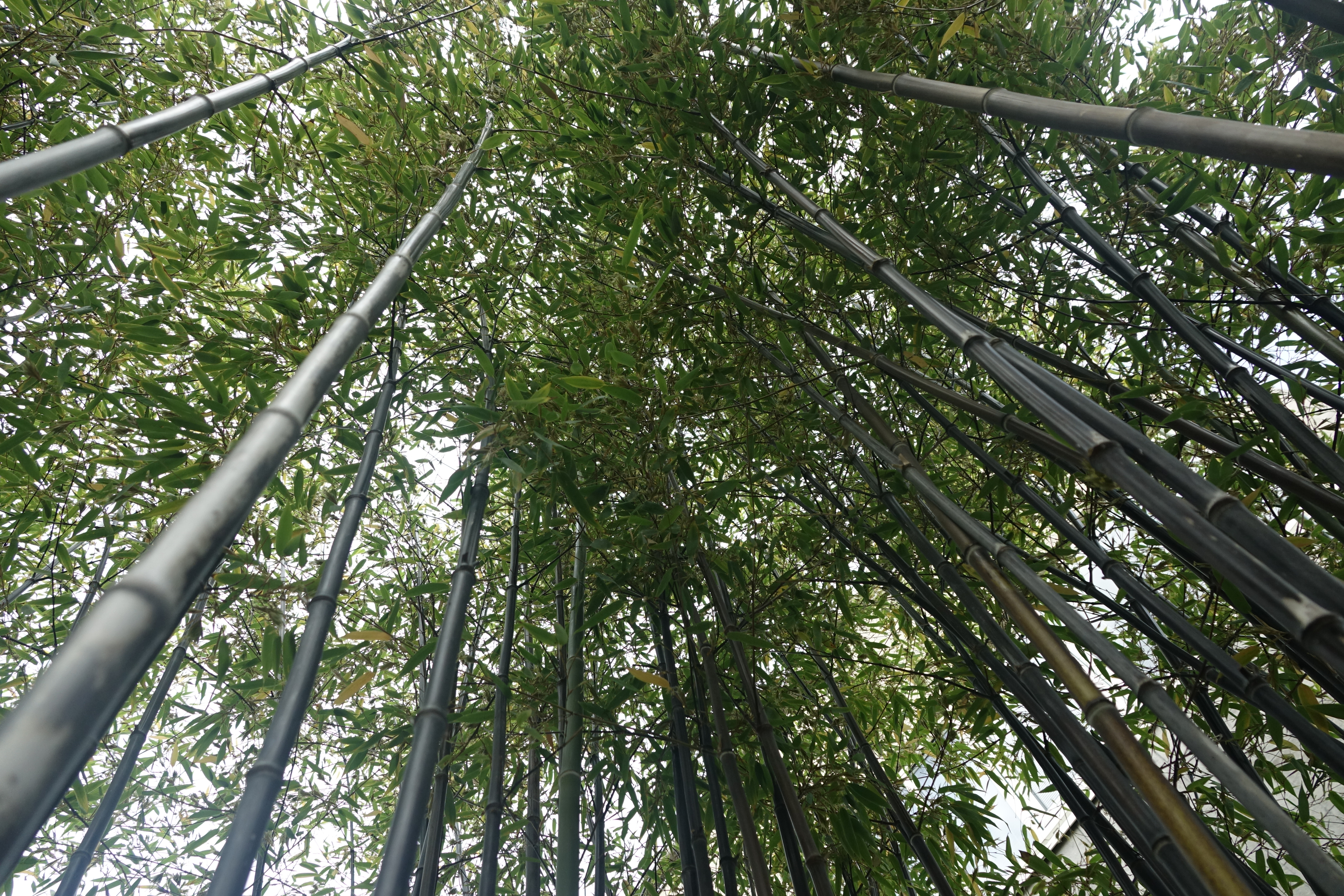 Photo de bambous noirs