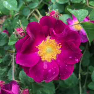 Rosa gallica cv 'La belle sultane'