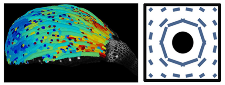 Gauche : la croissance des cellules d’un bouton floral semble aléatoire. Des cellules de la surface d’un sépale (organe vert protégeant la fleur avant son ouverture) sont observées avec un microscope ; chaque région colorée correspond à une cellule ; le bleu correspond à une croissance lente et le rouge à une croissance rapide. Droite : dans le modèle, le tissu enserre (comme indiqué par les segments bleus) une région en forme de disque en réponse aux forces générées par une croissance plus rapide dans ce disque.  
