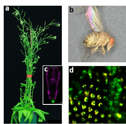 La plante Arabidopsis et la mouche Drosophila 