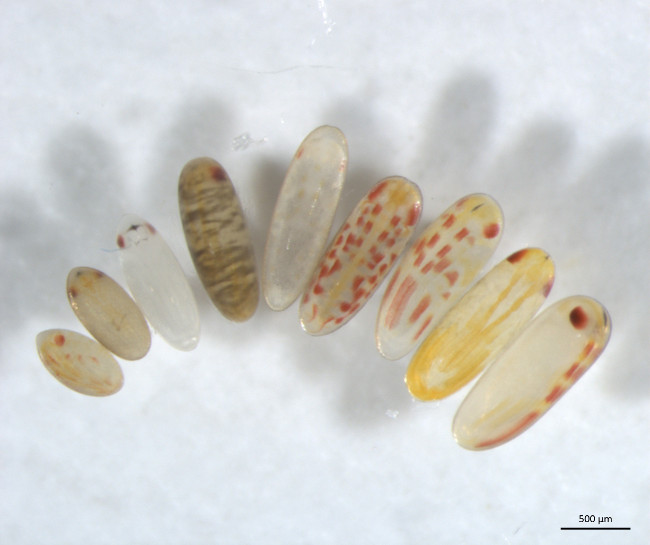 Diversité de coloration embryonnaire chez neuf espèces de punaises 