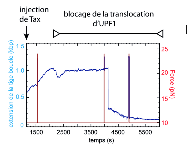 Profil de translocation d’une hélicase UPF1 sur ADN en présence de HTLV-1 Tax. Réalisé avec un picotwist. 