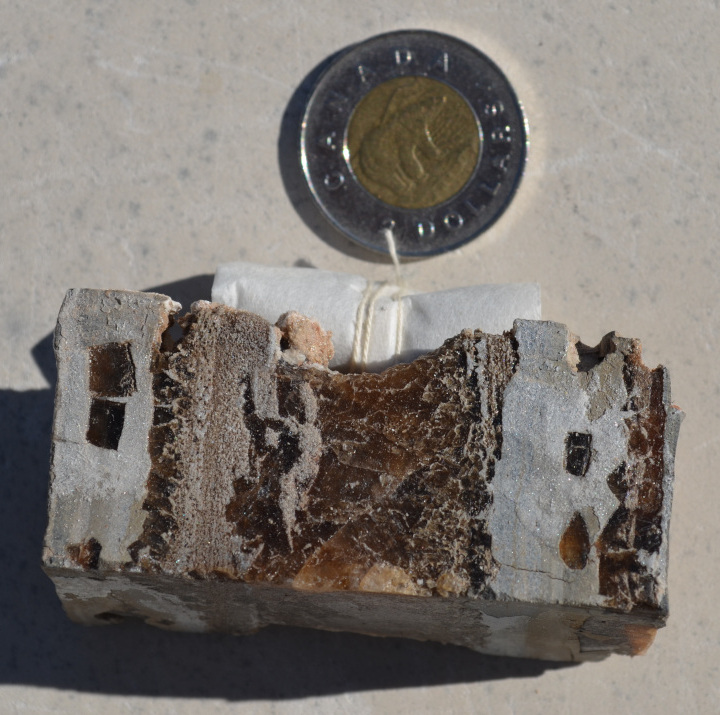 Fragment de carotte sédimentaire provenant d’un forage profond