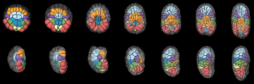 Figure 2 : Embryon d'ascidie (P. Mammillata) en développement dans lequel chaque cellule a été identifiée et reconstruite informatiquement. Les couleurs indiquent le tissu que chaque cellule formera (exemple : les cellules rouges formeront les muscles de la queue). Rangée du haut : vues dorsales. Rangée du bas : vues latérales. Les panneaux montrent des vues de l'embryon de plus en plus anciennes, de gauche à droite.
