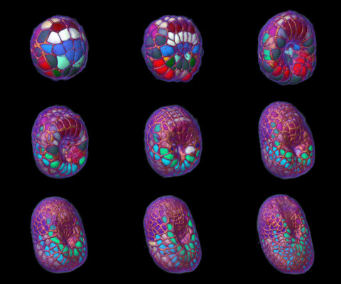Figure 3 : Embryon d'ascidie (P. Mammillata) en cours de développement dans lequel chaque cellule a été identifiée et reconstruite informatiquement. Les images individuelles montrent une superposition de l’image de microscopie et de la reconstruction informatique à des stades de développement de plus en plus avancés. Les couleurs indiquent le tissu que chaque cellule formera (exemple : les cellules rouges formeront les muscles de la queue).