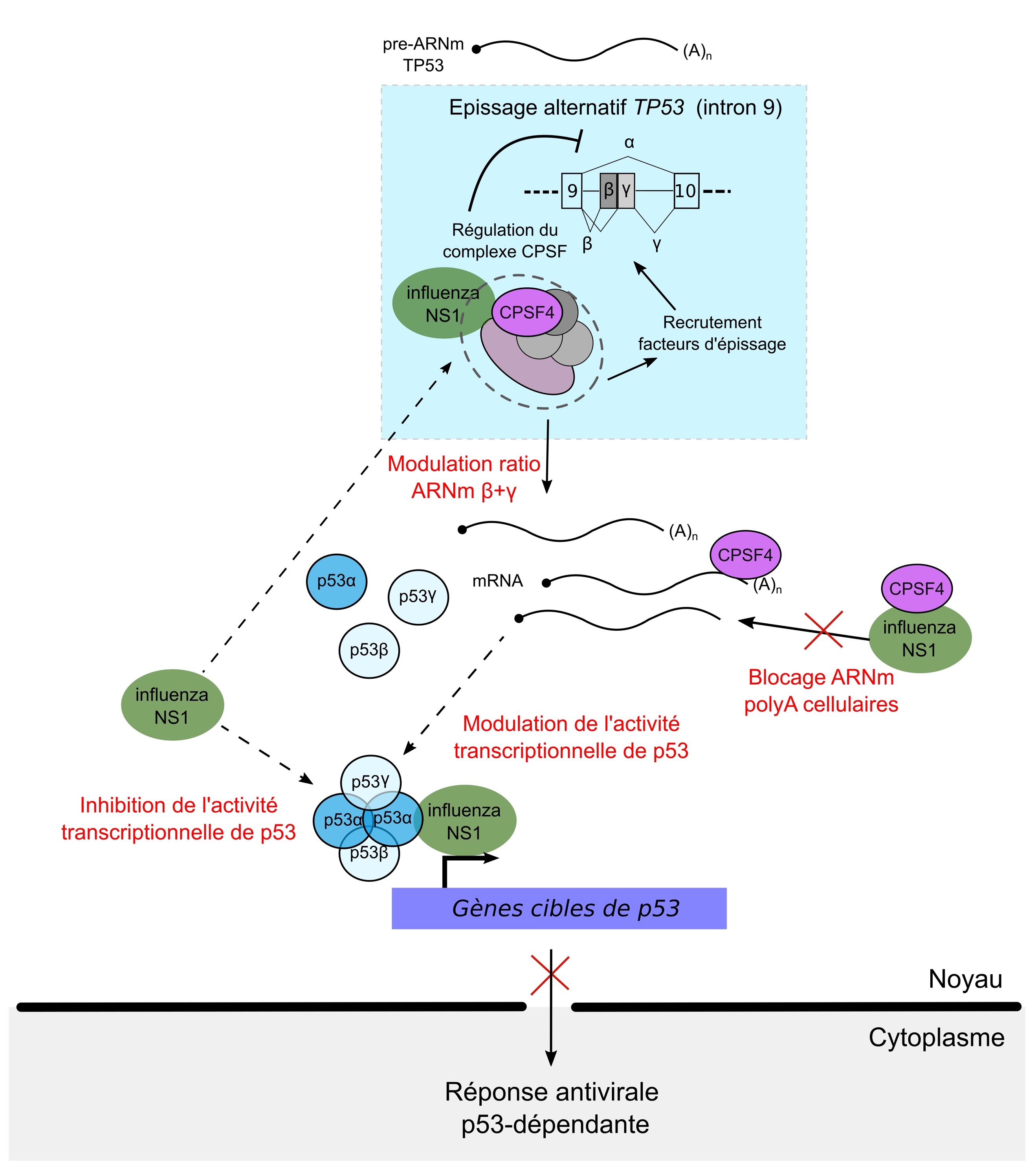  Lors de l’infection, la protéine virale NS1 inhibe l’activité transcriptionnelle de p53 via son interaction avec p53, mais également par la modulation de l’épissage de TP53, en affectant les fonctions du facteur cellulaire CPSF4, au niveau des mécanismes d’épissage et de la maturation des ARNm. En conséquence, la modulation du ratio des isoformes de p53 a un impact sur l’activité transcriptionnelle de p53, et notamment sur la régulation de nombreux gènes impliqués dans la réponse antivirale.