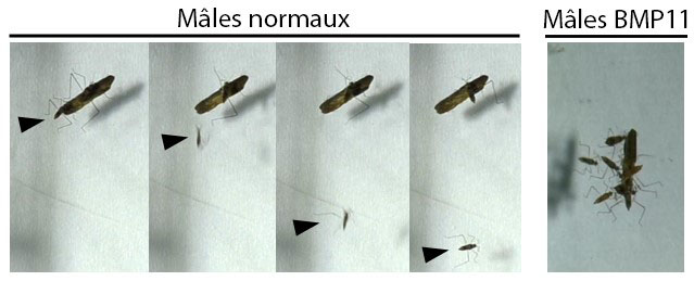 Males normaux / Mâles BMP11