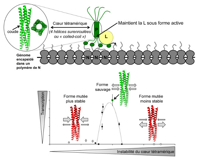 représentation schématique de la structure de la protéine P du virus de la rougeole
