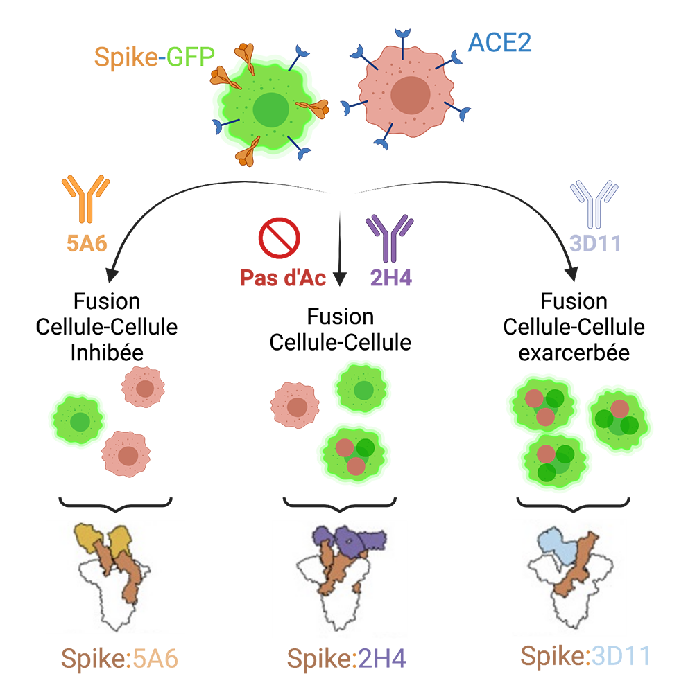 série d'anticorps qui bloquent sa liaison avec le récepteur cellulaire ACE2