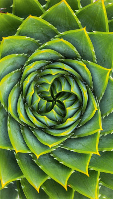 Spirale d'une plante cactée