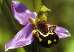 Orchidée Apifera