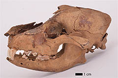 CrÃ¢ne et mandibule de chien provenant du site nÃ©olithique de Bercy (Paris, ca. 4000 av. J.-C.). Photo J.-C. Domenech, MusÃ©e de l'HommeÂ©