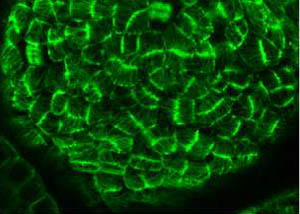 Les cellules de plantes utilisent les forces mécaniques pour coordonner la croissance du tissu. Photo Magalie Uyttewaal