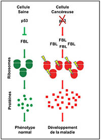 ribosome-normal-vs-malade-200px_1379602372078-jpg