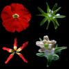 Biologie : Rencontre avec des fleurs de Pétunia mutantes et monstrueuses !