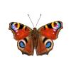 Physique de la beauté : les couleurs structurelles chez les papillons
