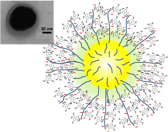 fluorescent polymer on gold nanoparicles