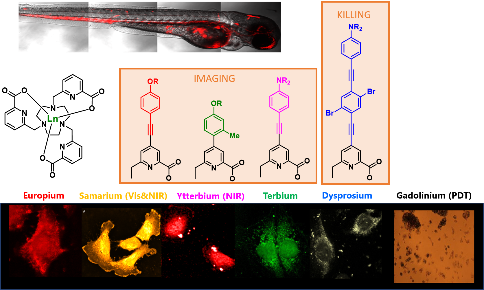 Lanthanide luminescent complexes and applications