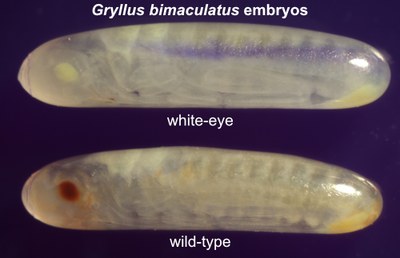 Gb-embryos1