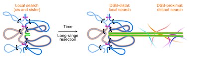 Filaments