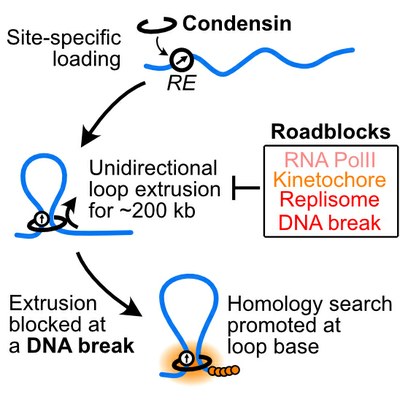 Graphical abstract condensin