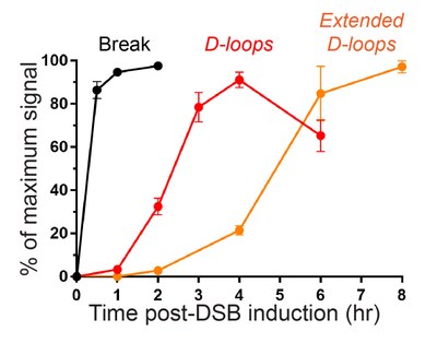 Kinetics of HR events