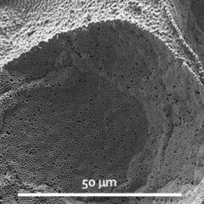 Encapsuler à façon et durablement grâce aux interactions électrostatiques