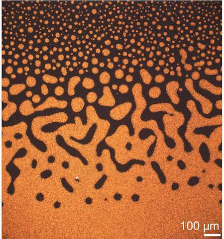 Viscosité impaire dans un fluide chiral