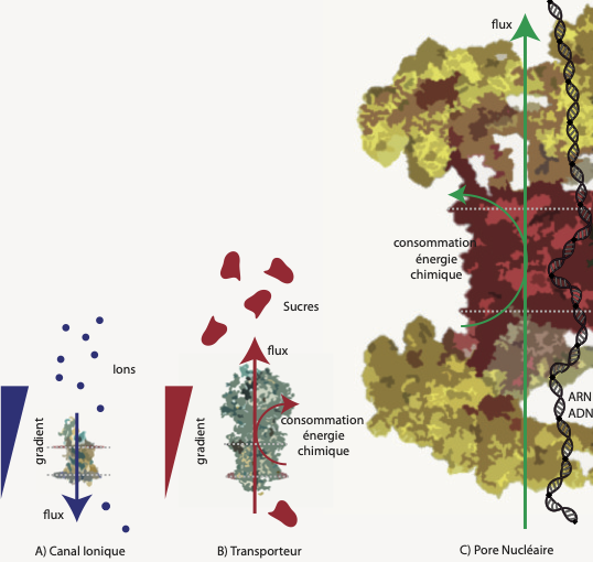 Quelques éléments de physique autour des nanopores biologiques