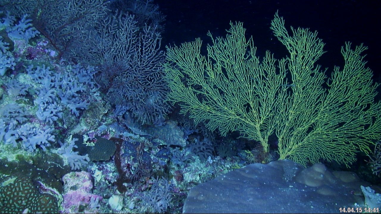 Ocean-coral reef interactions: physics meets biology